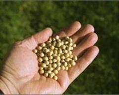 China approves three GMO soybean imports